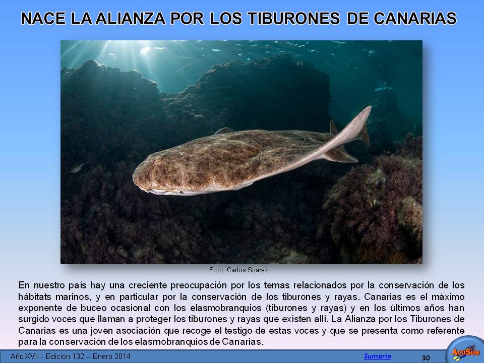 Nace la Alianza por los Tiburones de Canarias