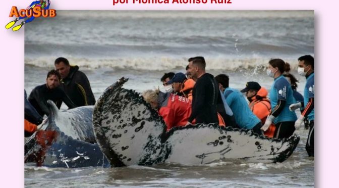 Ballenas varadas, rescate.