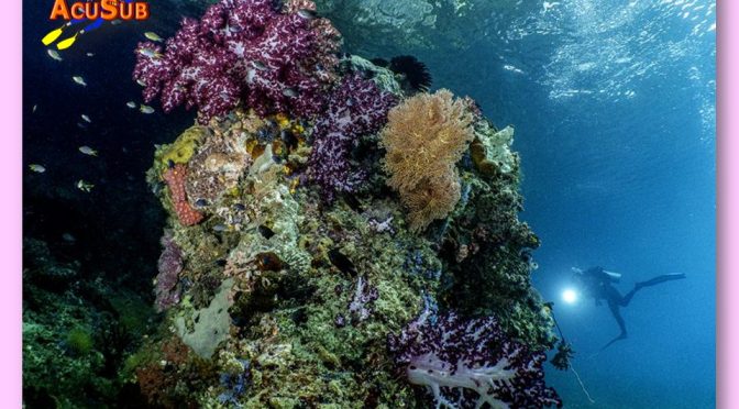 Dampier, Mar de Halmahera
